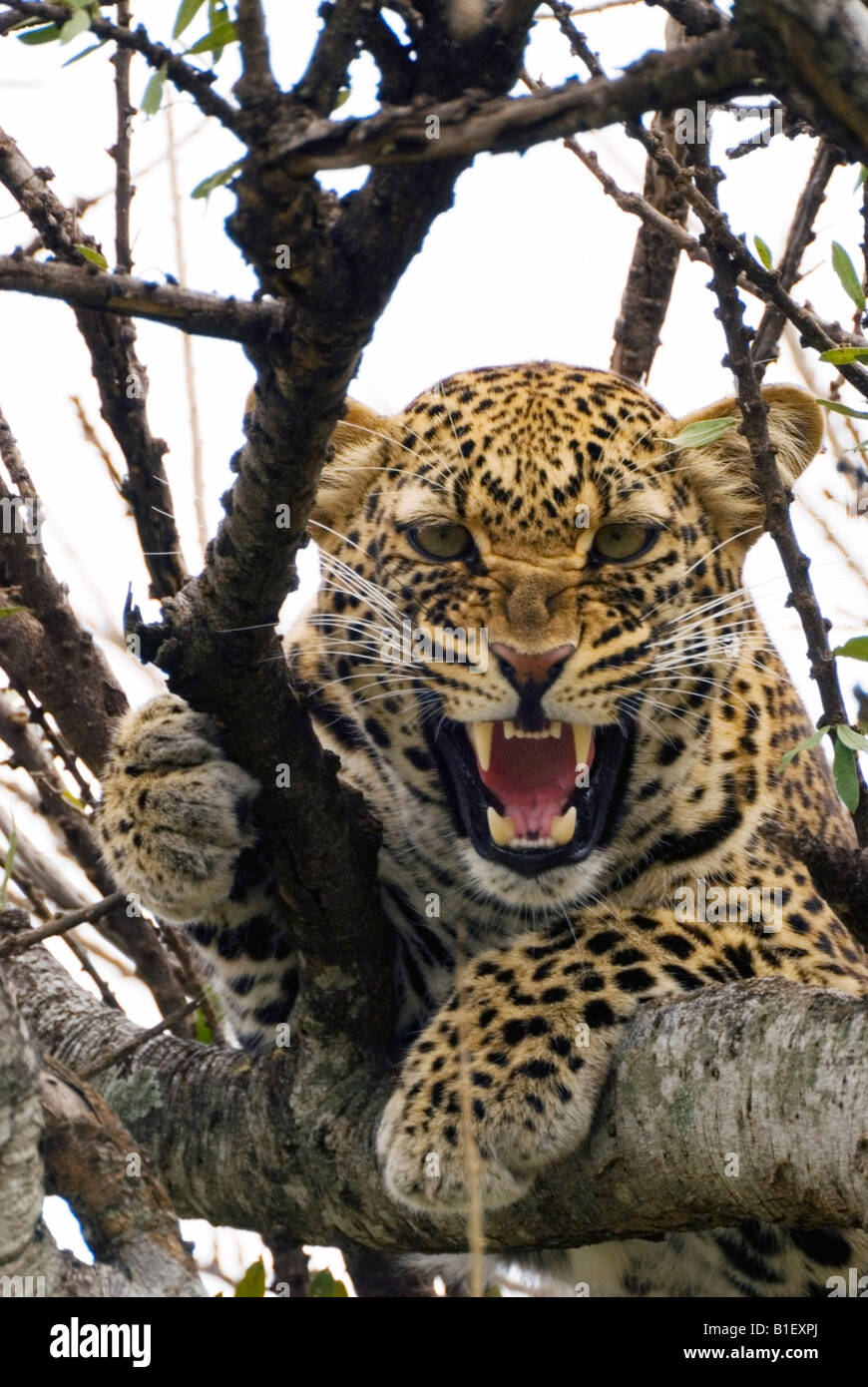 Ululano Leopard getta nella struttura ad albero nella Riserva Nazionale di Masai Mara, Kenya. Foto Stock
