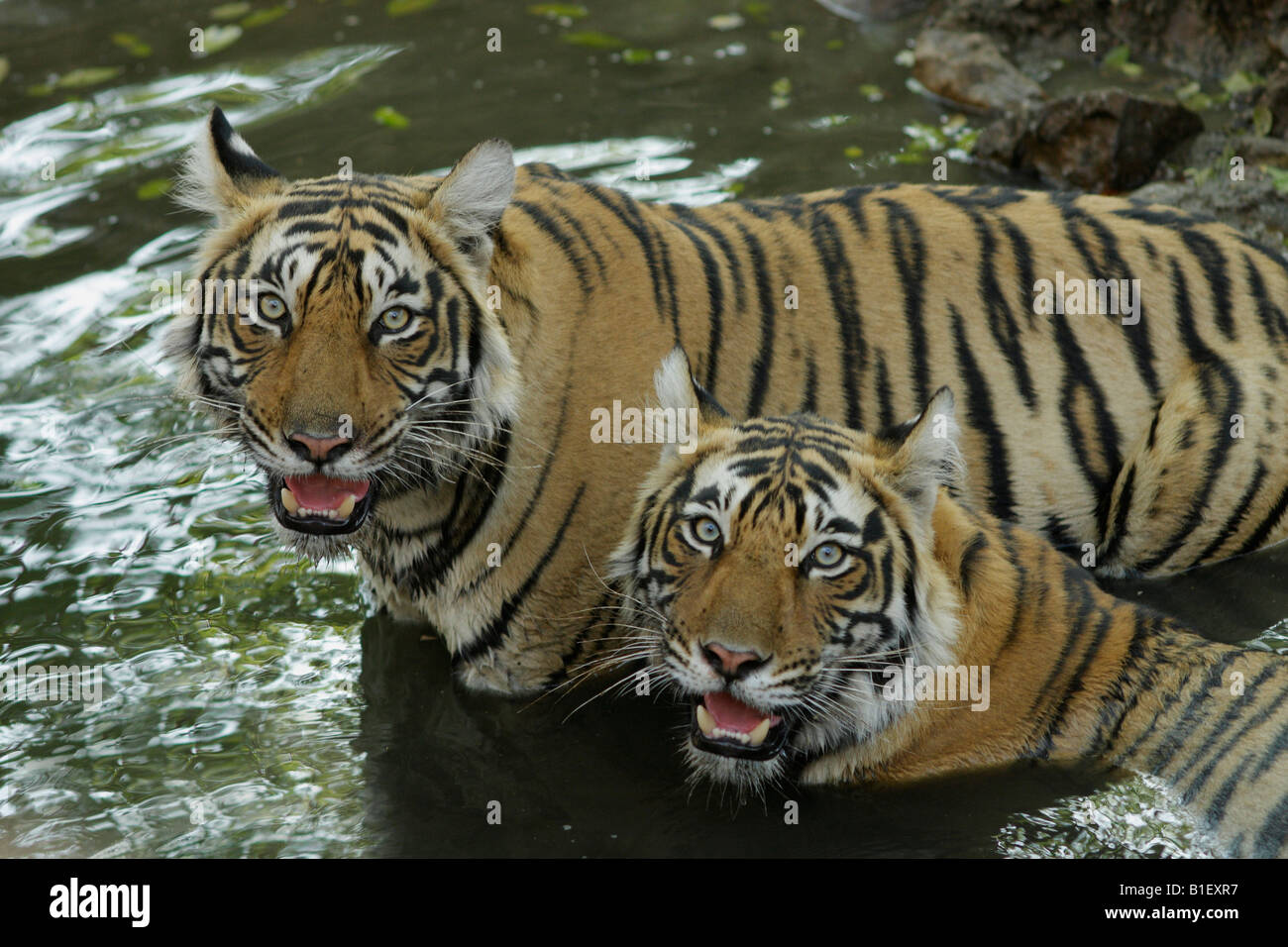 Le tigri del Bengala close up (Panthera Tigris) Foto Stock