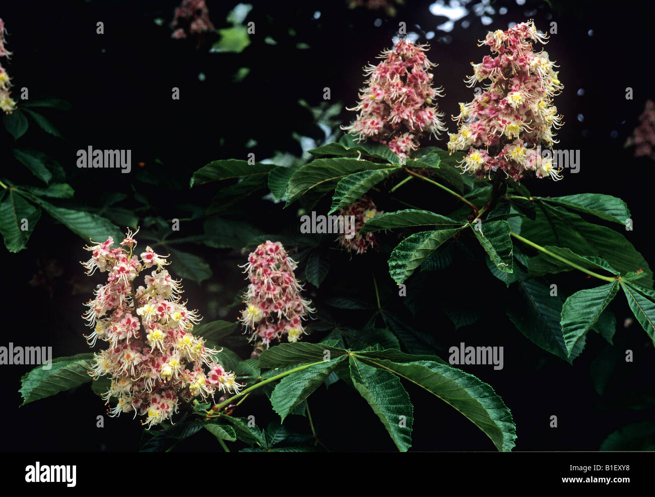 Ippocastano flower Aesculus hippocatanu Foto Stock