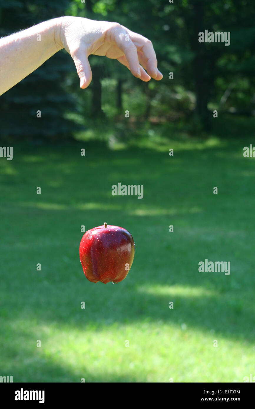 Falling Apple, di Carol Dembinsky/Dembinsky Photo Assoc Foto Stock