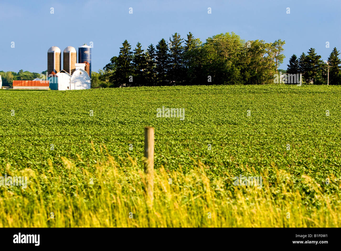Una fattoria con diversi silos e un fresco verde campo nel nord dell'Illinois. Foto Stock