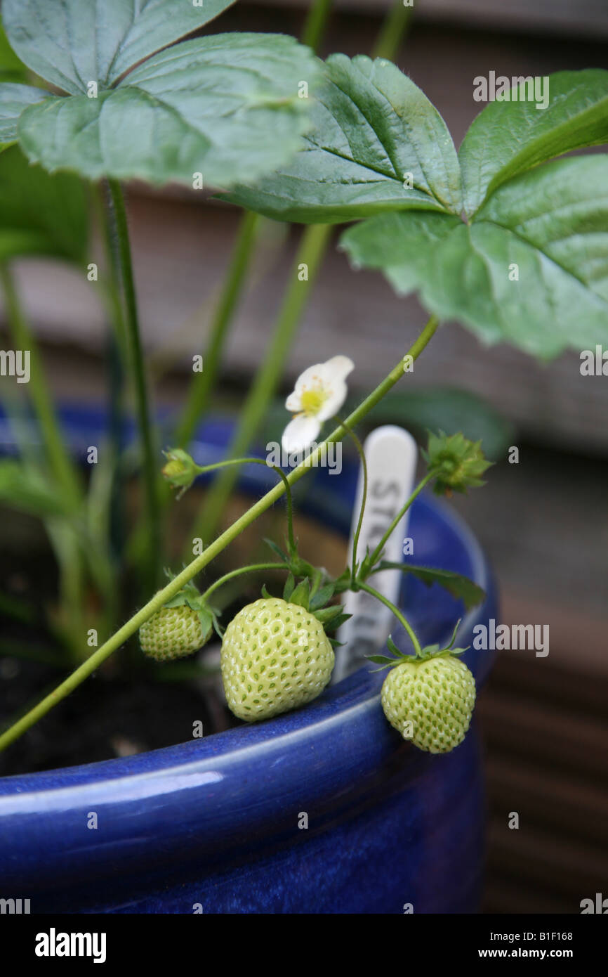 Crescono le fragole in un fiore blu pot a casa Foto Stock