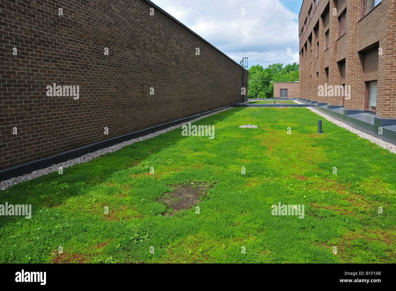 Tetto verde college Rosemont Montreal Foto Stock