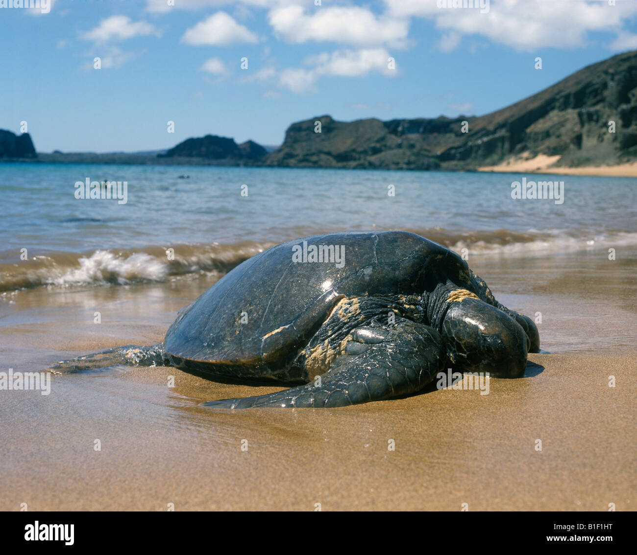 Turtle tartaruga verde tartaruga sulla spiaggia Foto Stock