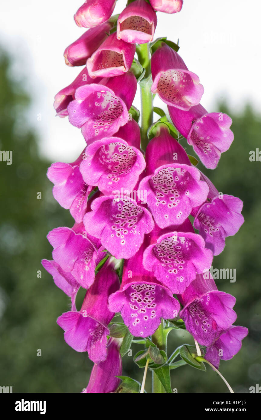 Viola Digitalis purpurea L SCROPHULARIACEAE purpurea glucoside digitox gitox Foxglove Camelot lavanda rosa rossa fiore blossom Foto Stock