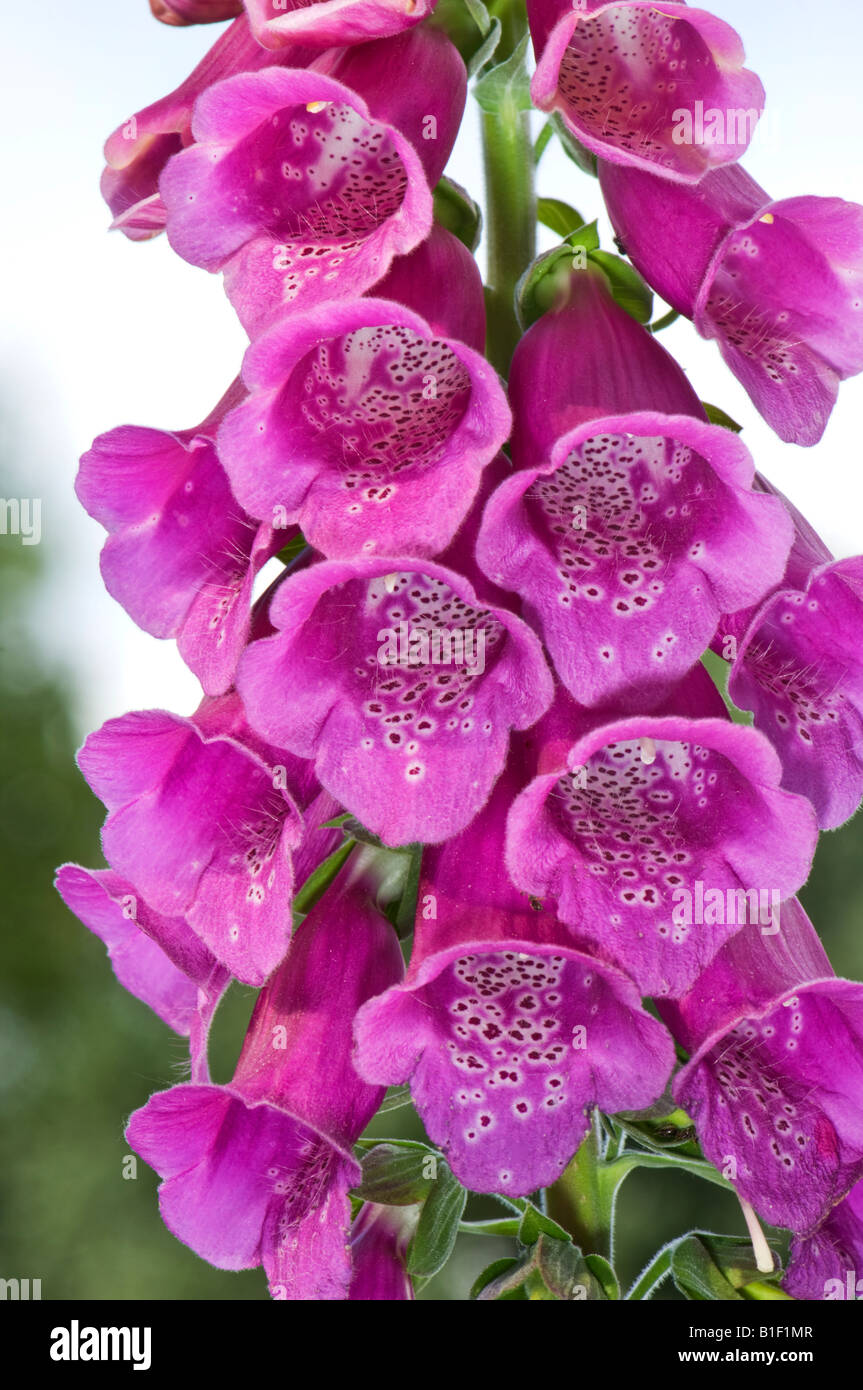 Viola Digitalis purpurea L SCROPHULARIACEAE purpurea glucoside digitox gitox Foxglove Camelot lavanda rosa rossa fiore blossom Foto Stock