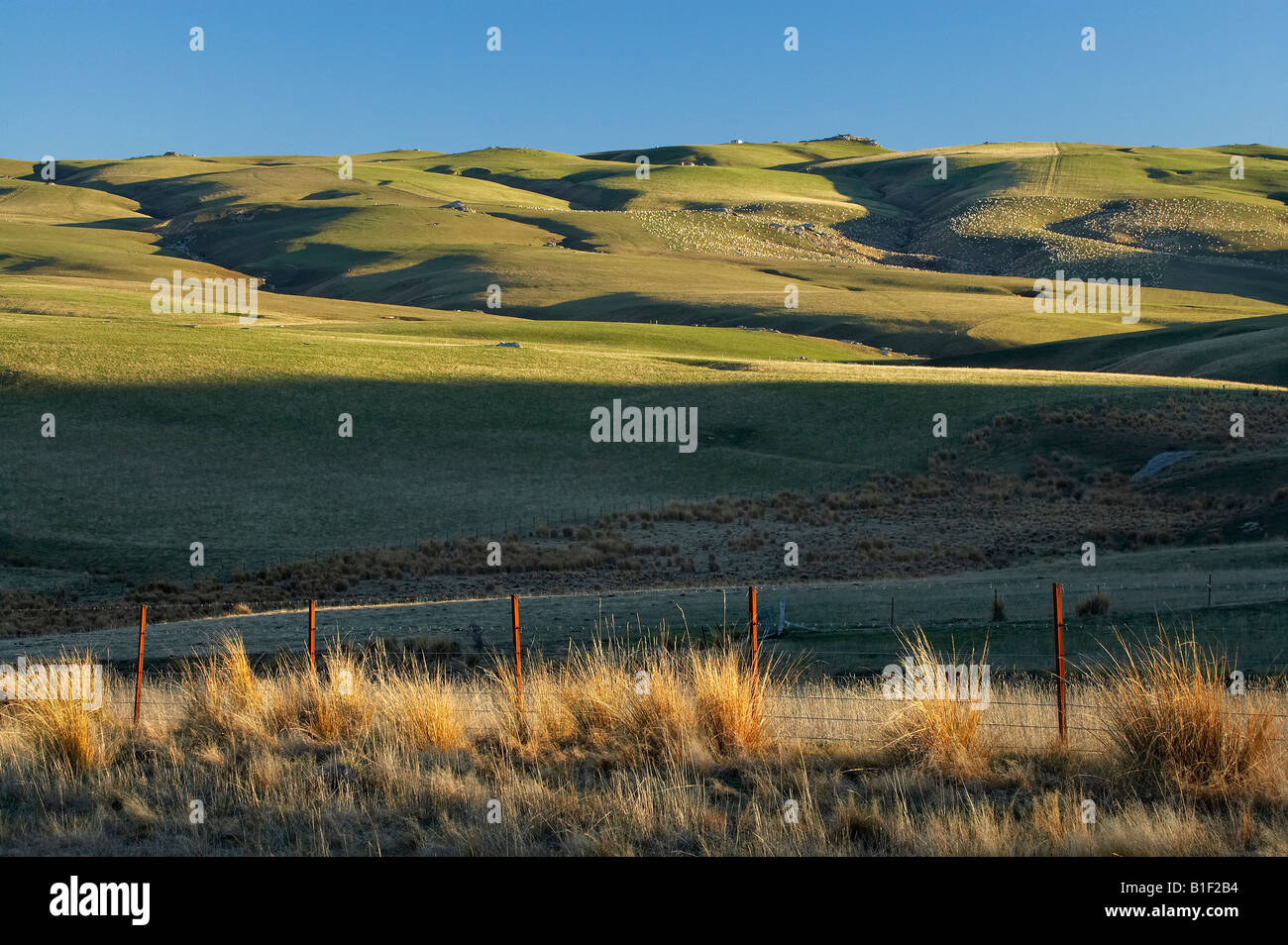 I terreni agricoli e le pecore vicino Clarks Junction Strath Taieri Otago Isola del Sud della Nuova Zelanda Foto Stock