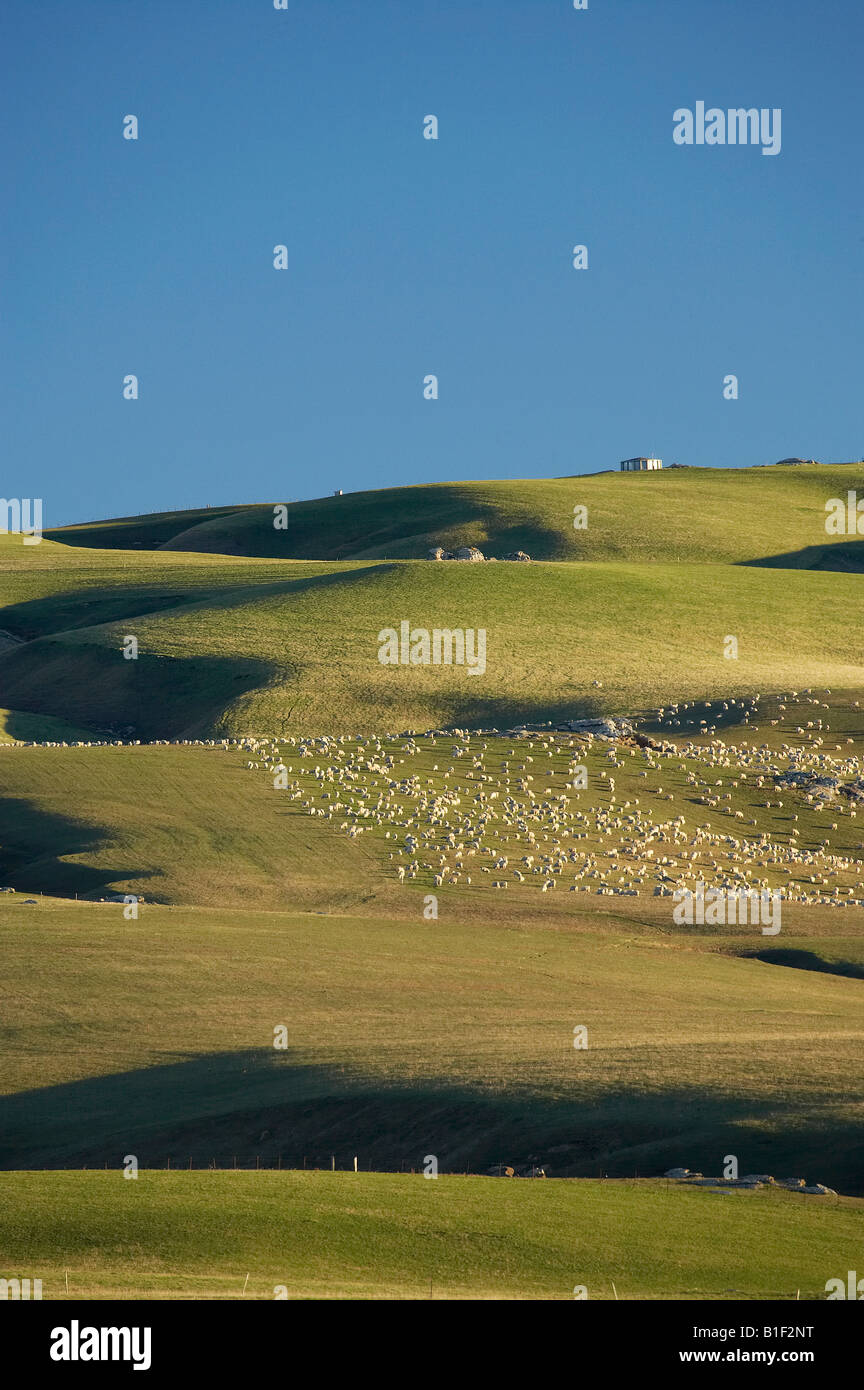 I terreni agricoli e le pecore vicino Clarks Junction Strath Taieri Otago Isola del Sud della Nuova Zelanda Foto Stock