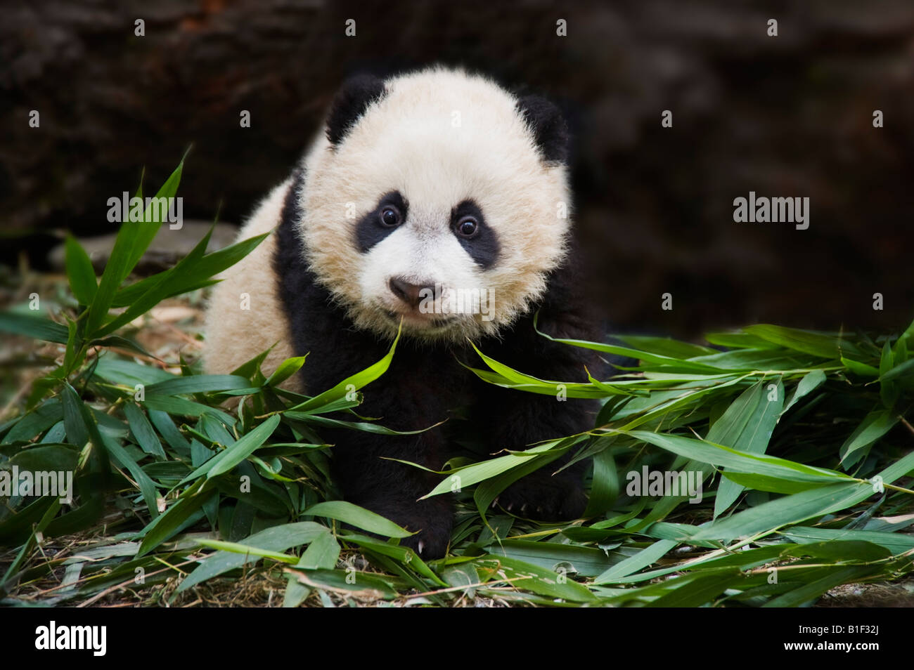 Baby Panda Gigante Woolong Cina Foto Stock