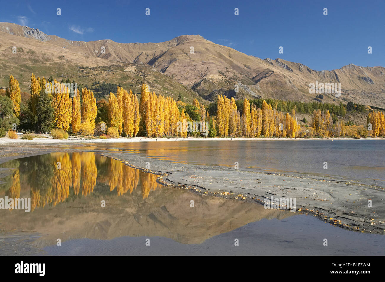 Alberi di pioppo e il lago Wanaka Otago Isola del Sud della Nuova Zelanda Foto Stock