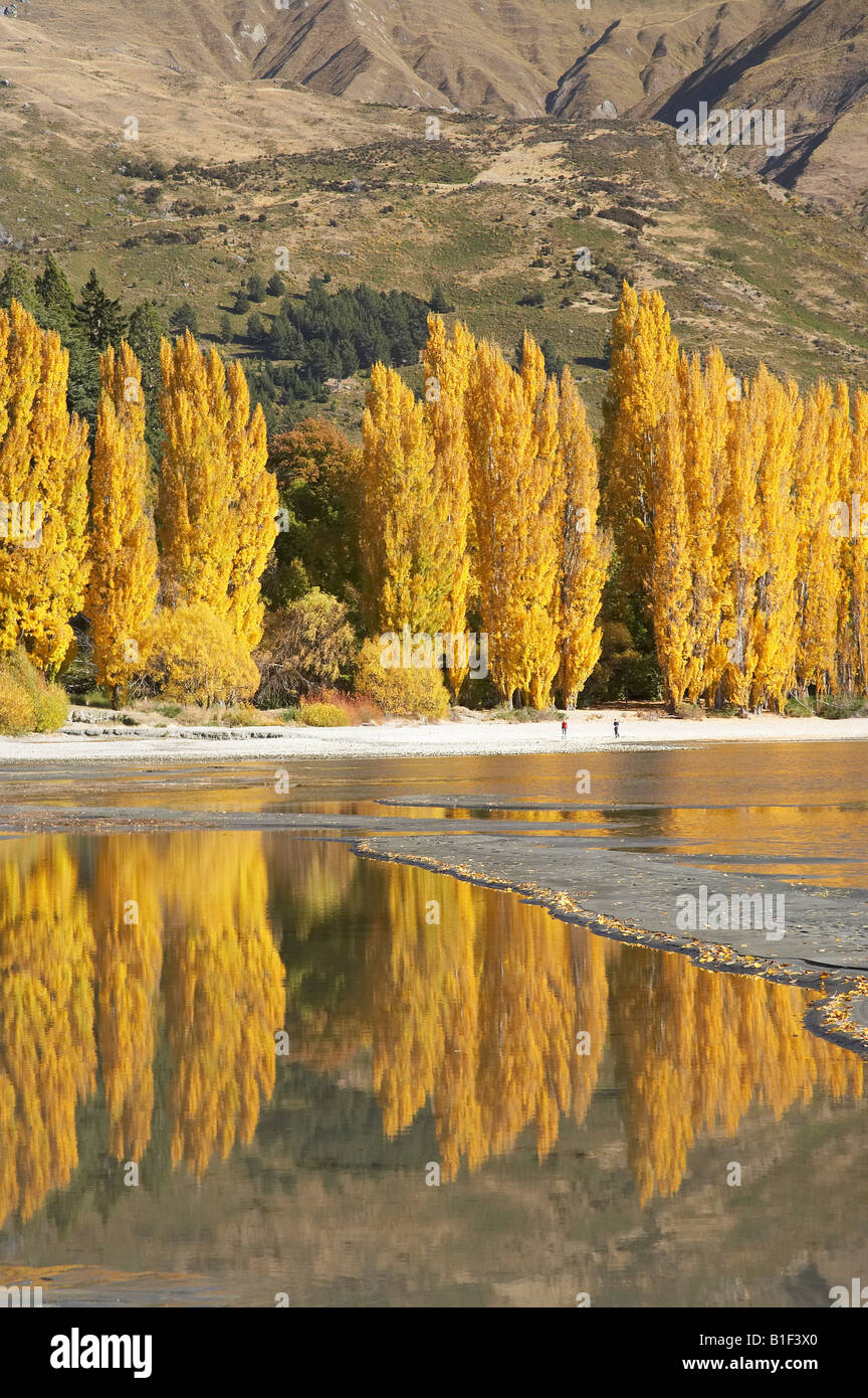 Alberi di pioppo e il lago Wanaka Otago Isola del Sud della Nuova Zelanda Foto Stock