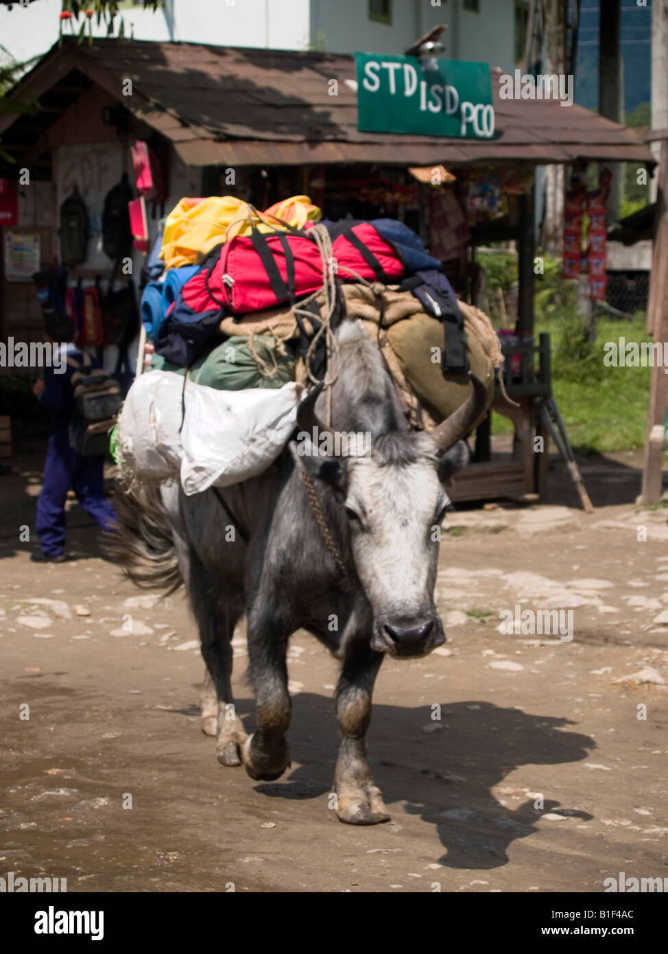 Caricato di yak trekkers porta marcia sul modo per la Goecha La nei pressi del Monte Khangchendzonga in Sikkim India Foto Stock