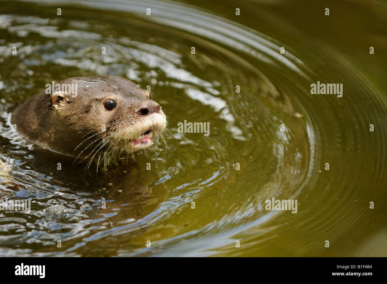 Neotropical Otter Lutra o Lontra longicaudis. La foresta pluviale amazzonica Foto Stock
