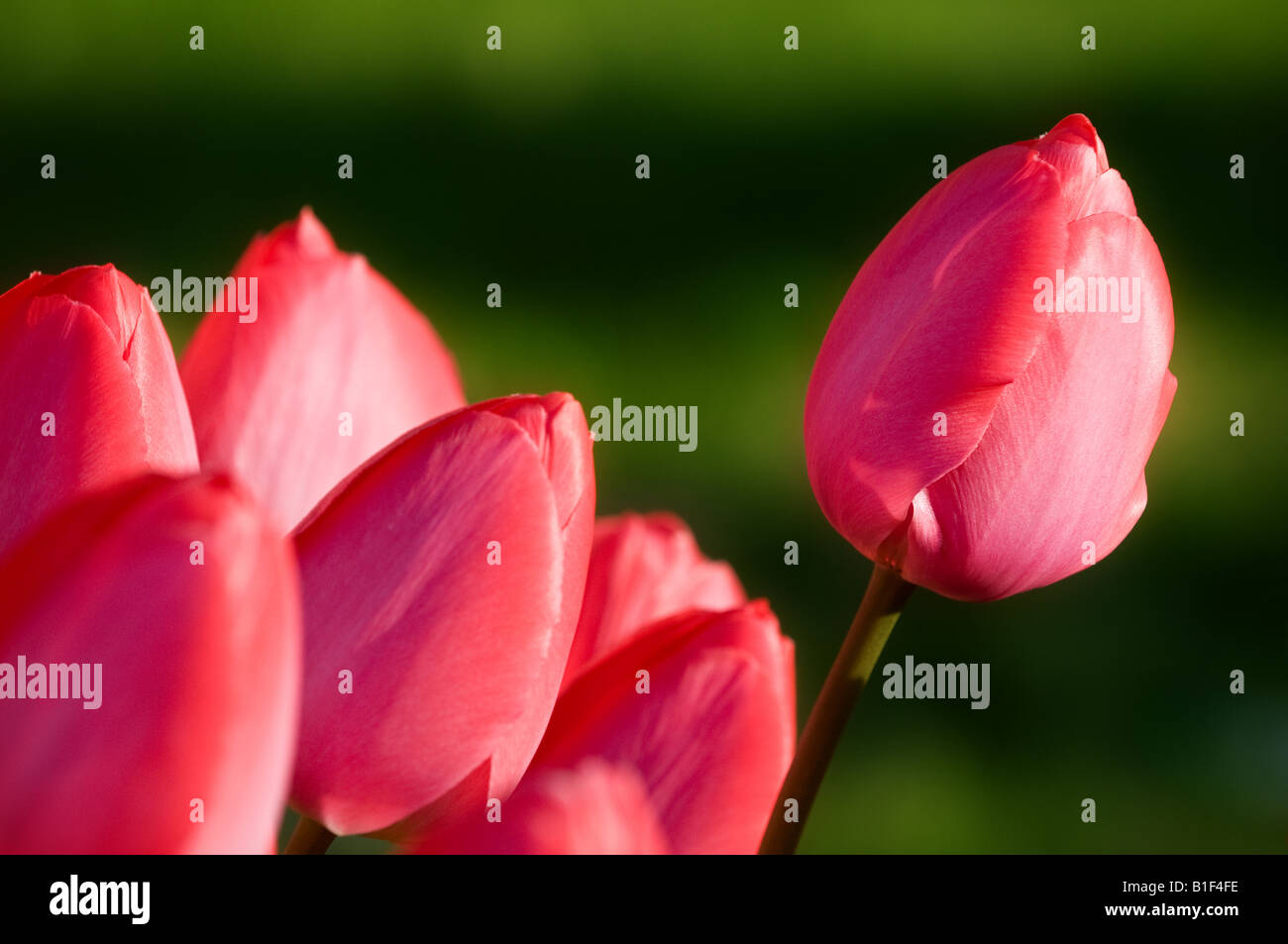 Un patch di fioritura di tulipani rosa durante la primavera. Foto Stock