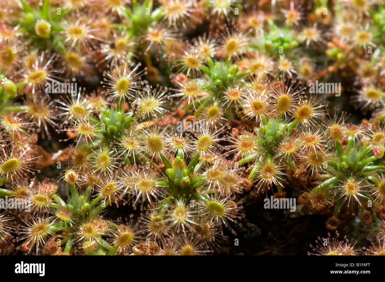 Drosera roseana molto piccolo Sundews mangia insetti Foto Stock