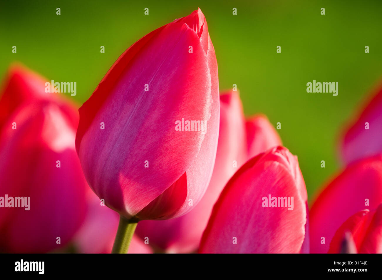 Un patch di fioritura di tulipani rosa durante la primavera. Foto Stock