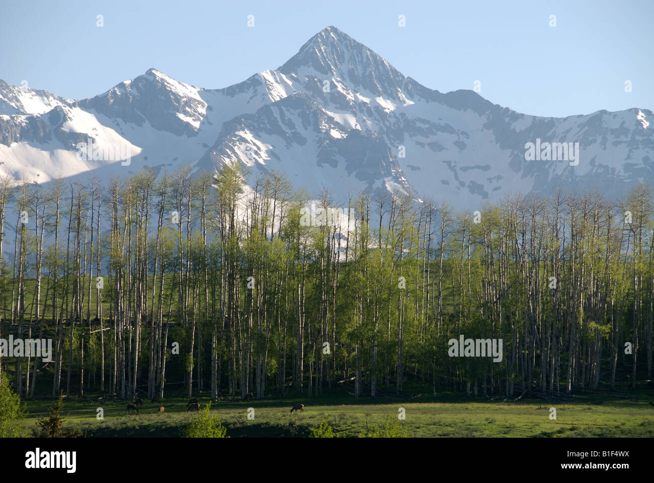 Una mandria di elk feed in un prato sotto il monte wilson vicino a Telluride colorado Foto Stock