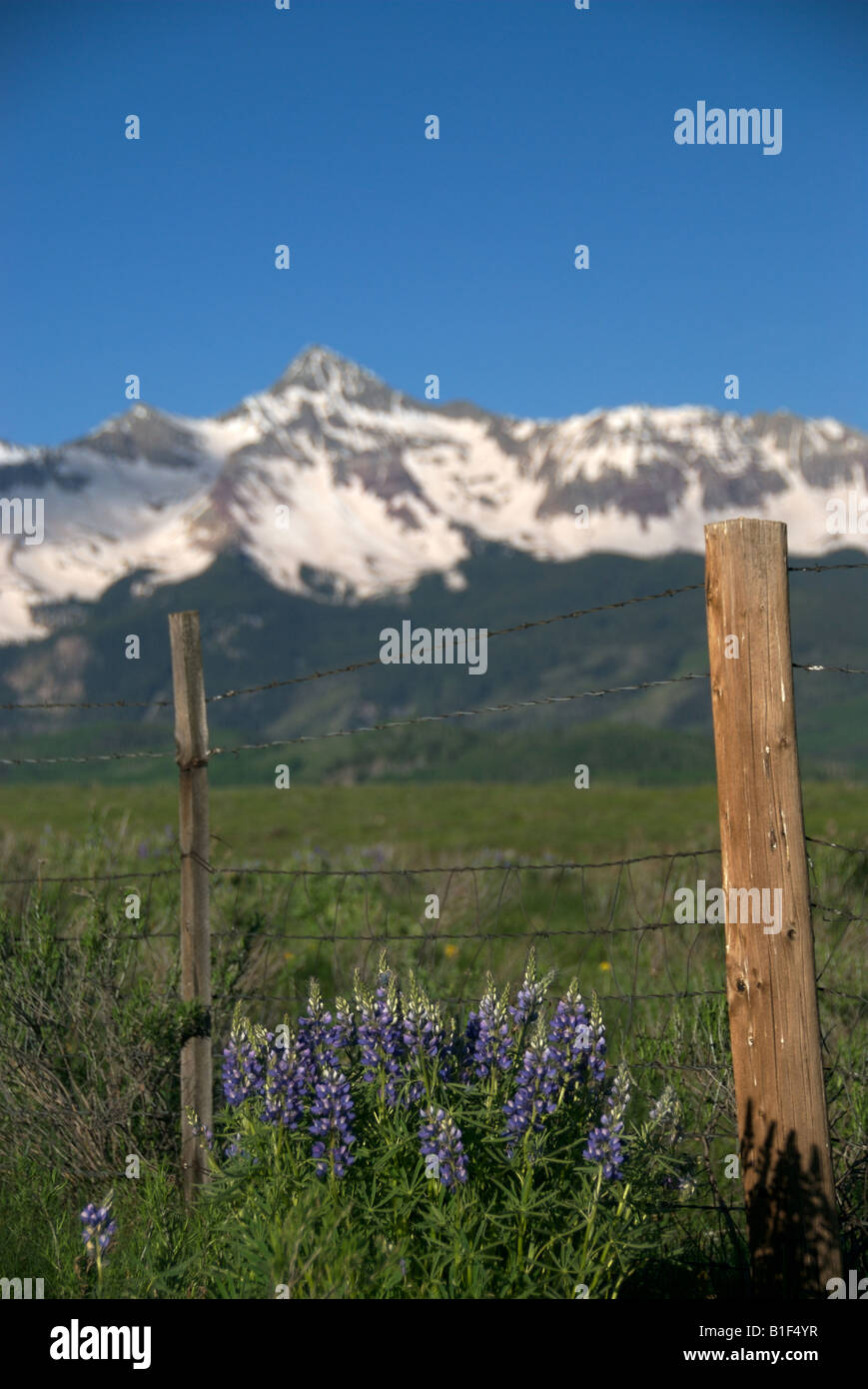 Un campo di fiori selvatici in primo piano di Mt Wilson vicino a Telluride Colorado Foto Stock