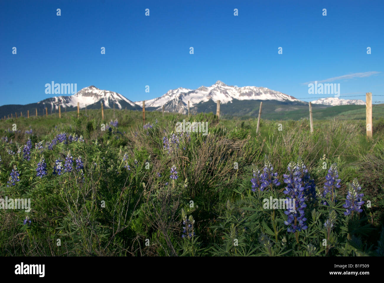 Un campo di fiori selvatici in primo piano di Mt Wilson vicino a Telluride Colorado Foto Stock