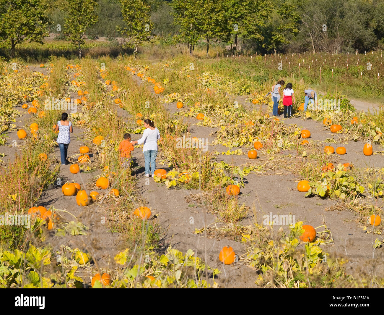 Visitatori pick zucche di Halloween Avila Valle Fienile San Luis Obispo California negli Stati Uniti d'America Nord America Foto Stock