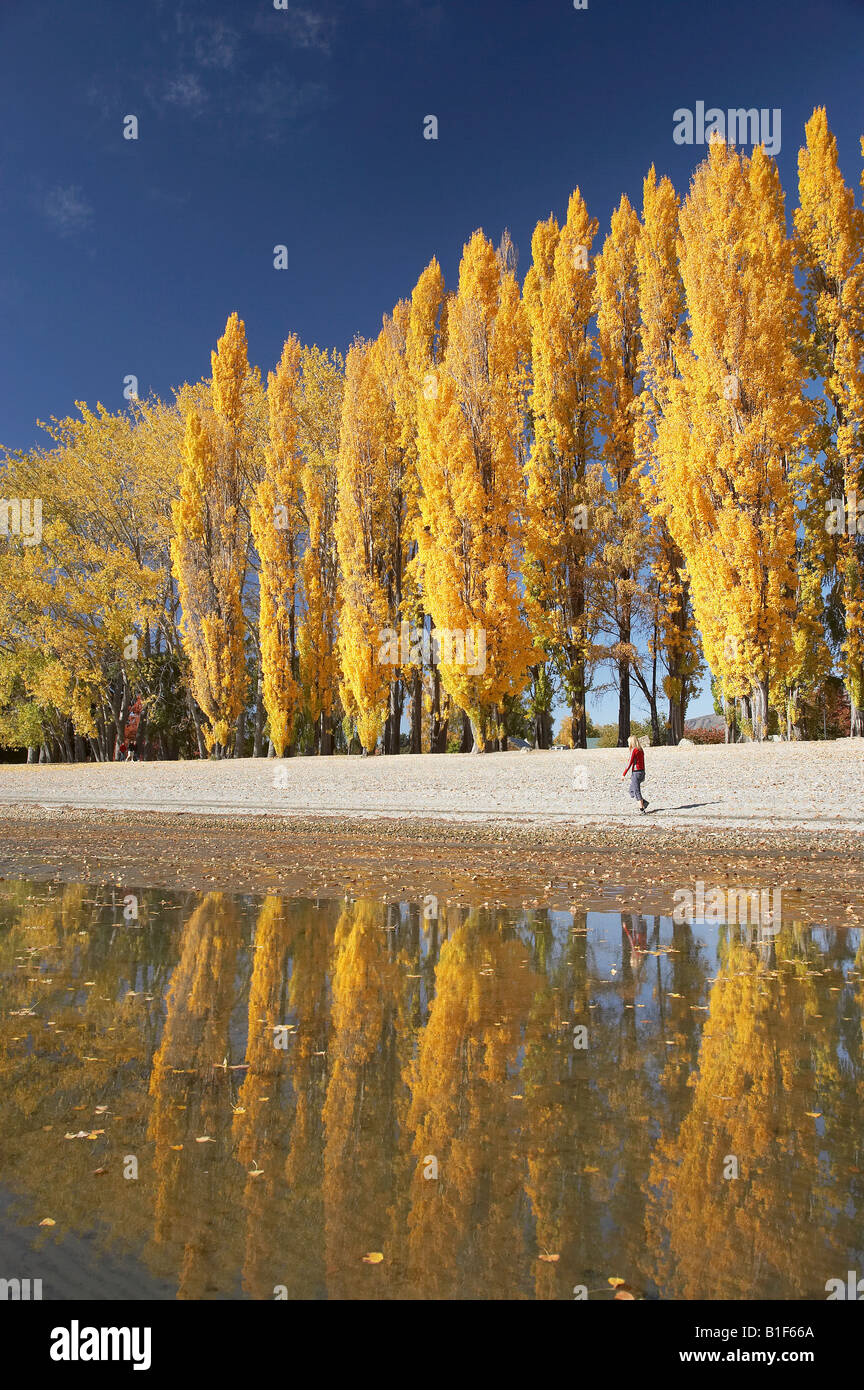 Alberi di pioppo e il lago Wanaka Otago Isola del Sud della Nuova Zelanda Foto Stock