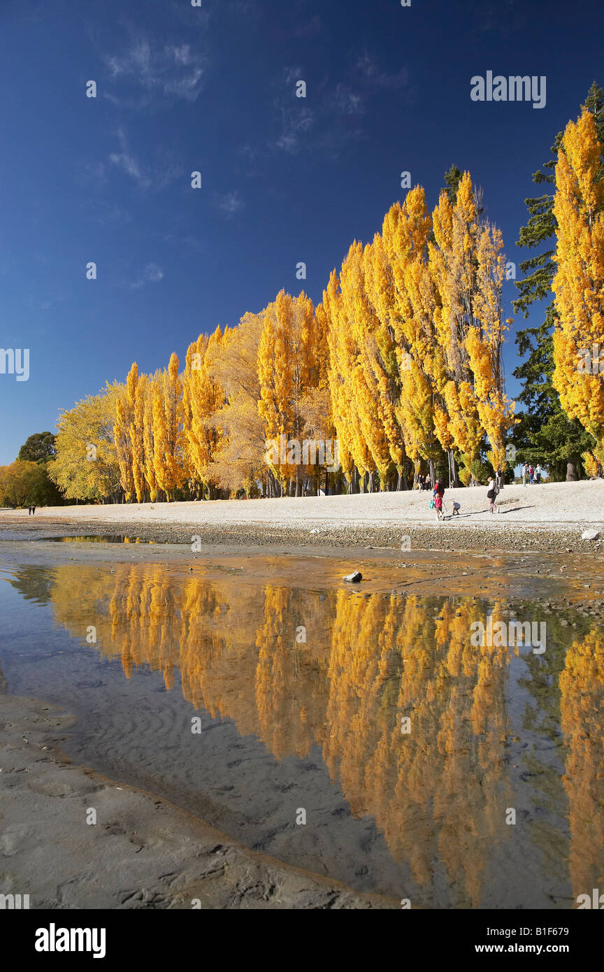 Alberi di pioppo e il lago Wanaka Otago Isola del Sud della Nuova Zelanda Foto Stock