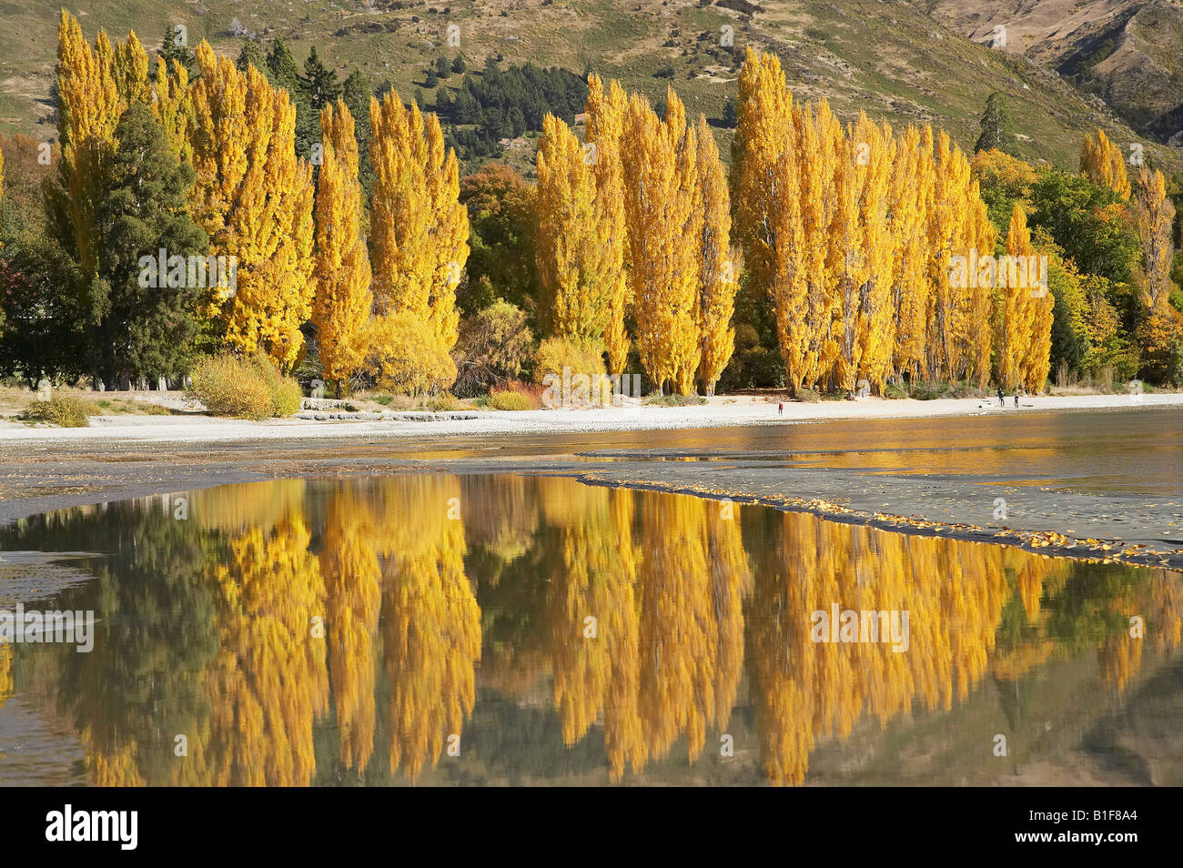 Alberi di pioppo e il lago Wanaka Otago Isola del Sud della Nuova Zelanda Foto Stock