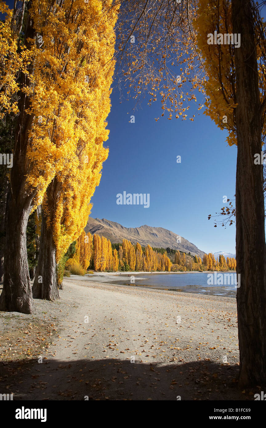 Alberi di pioppo e il lago Wanaka Otago Isola del Sud della Nuova Zelanda Foto Stock