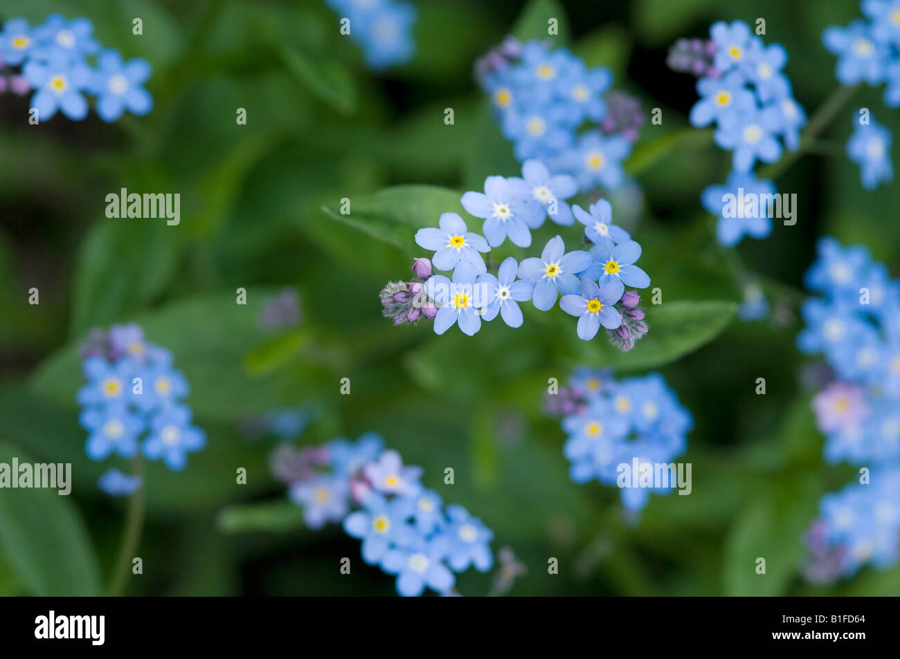 Primo piano di blu dimenticate di me nots fiori fioritura In primavera giardino myosotis Inghilterra UK Regno Unito GB Grande La Gran Bretagna Foto Stock
