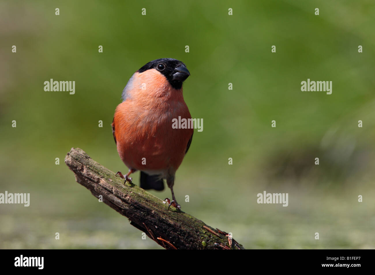 Bullfinch maschio Pyrrhula pyrrhula a stagno Potton potabile Bedfordshire Foto Stock