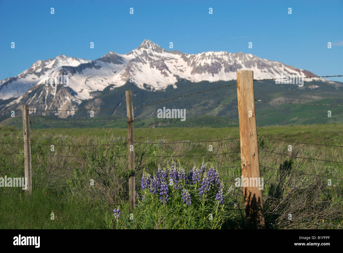 Un campo di fiori selvatici in primo piano di Mt Wilson vicino a Telluride Colorado Foto Stock