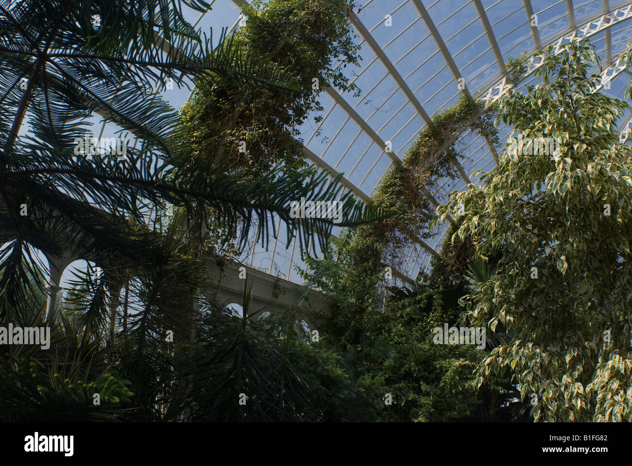 Piante tropicali in la casa delle palme conservatorio in Liverpool Foto Stock