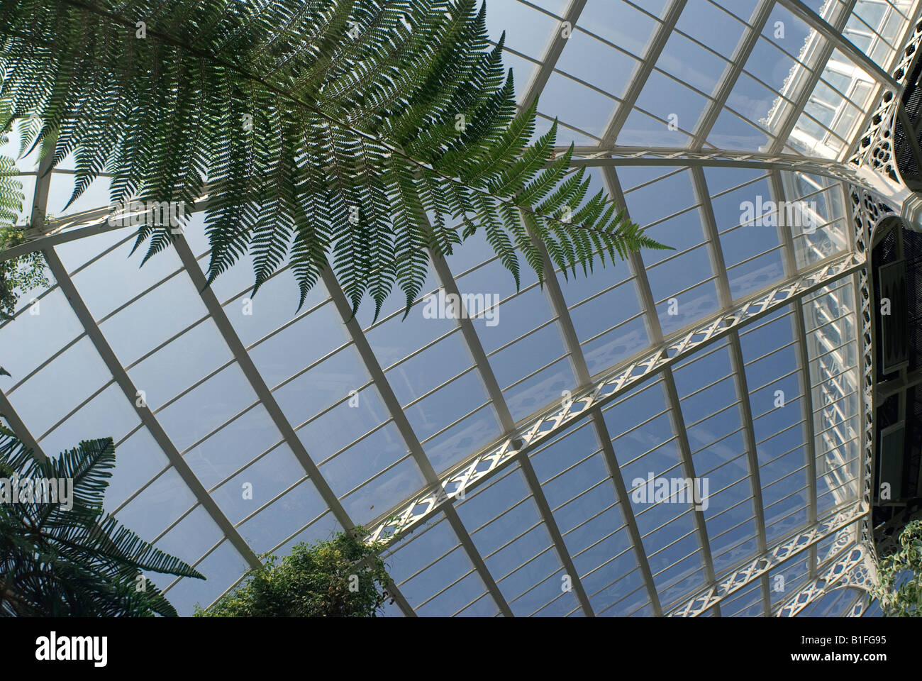 Piante tropicali in la casa delle palme conservatorio in Liverpool Foto Stock
