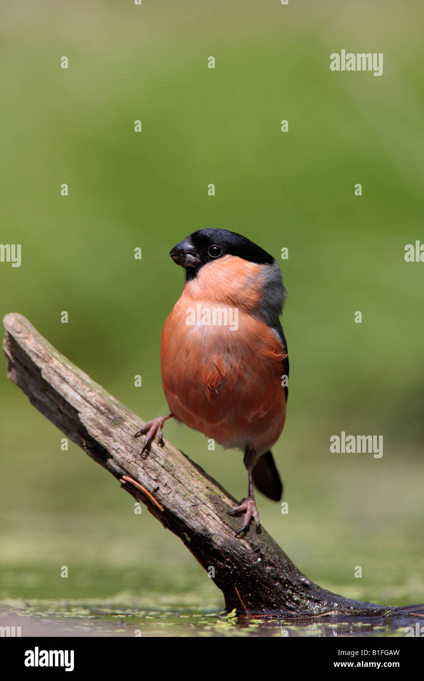 Bullfinch maschio Pyrrhula pyrrhula a stagno Potton Bedfordshire Foto Stock