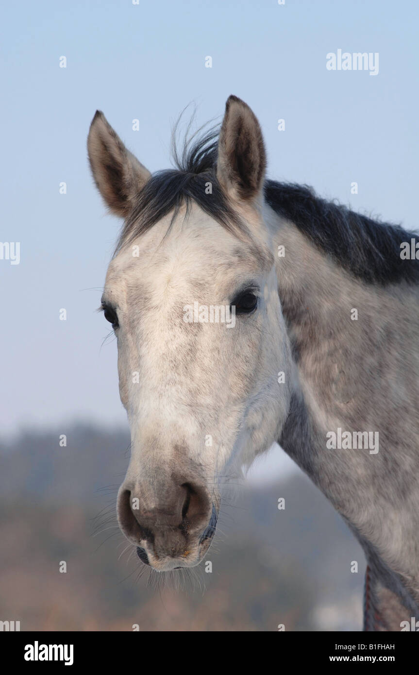 Colline punteggiano cavallo grigio ritratto Foto Stock