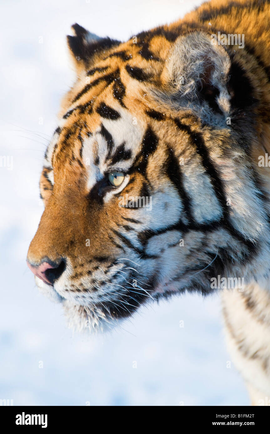 Ritratto di tigre siberiana nella neve Cina Foto Stock