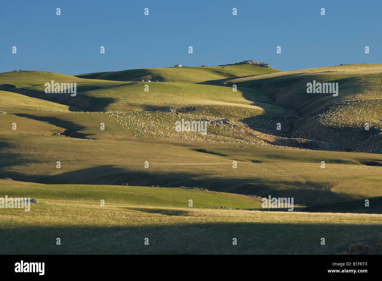 I terreni agricoli e le pecore vicino Clarks Junction Strath Taieri Otago Isola del Sud della Nuova Zelanda Foto Stock