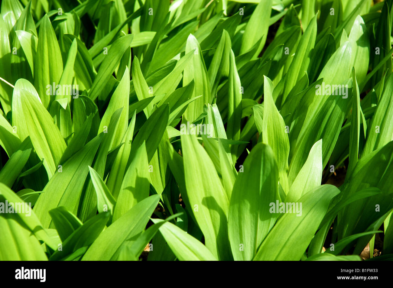 Molte foglie verdi che crescono in un insieme di patch. Foto Stock