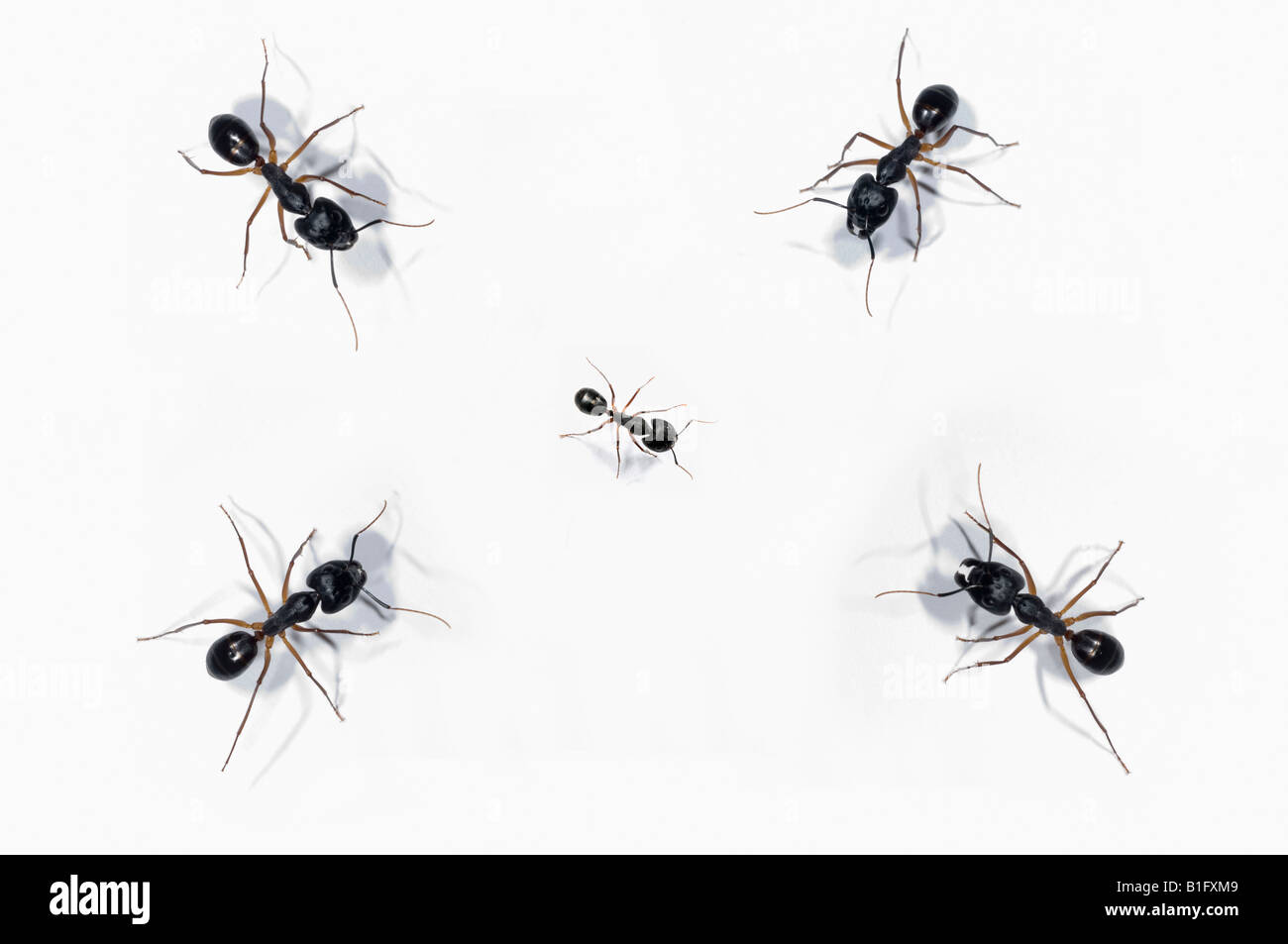 Quattro grandi formiche che circonda e affrontare una minore ant Foto Stock