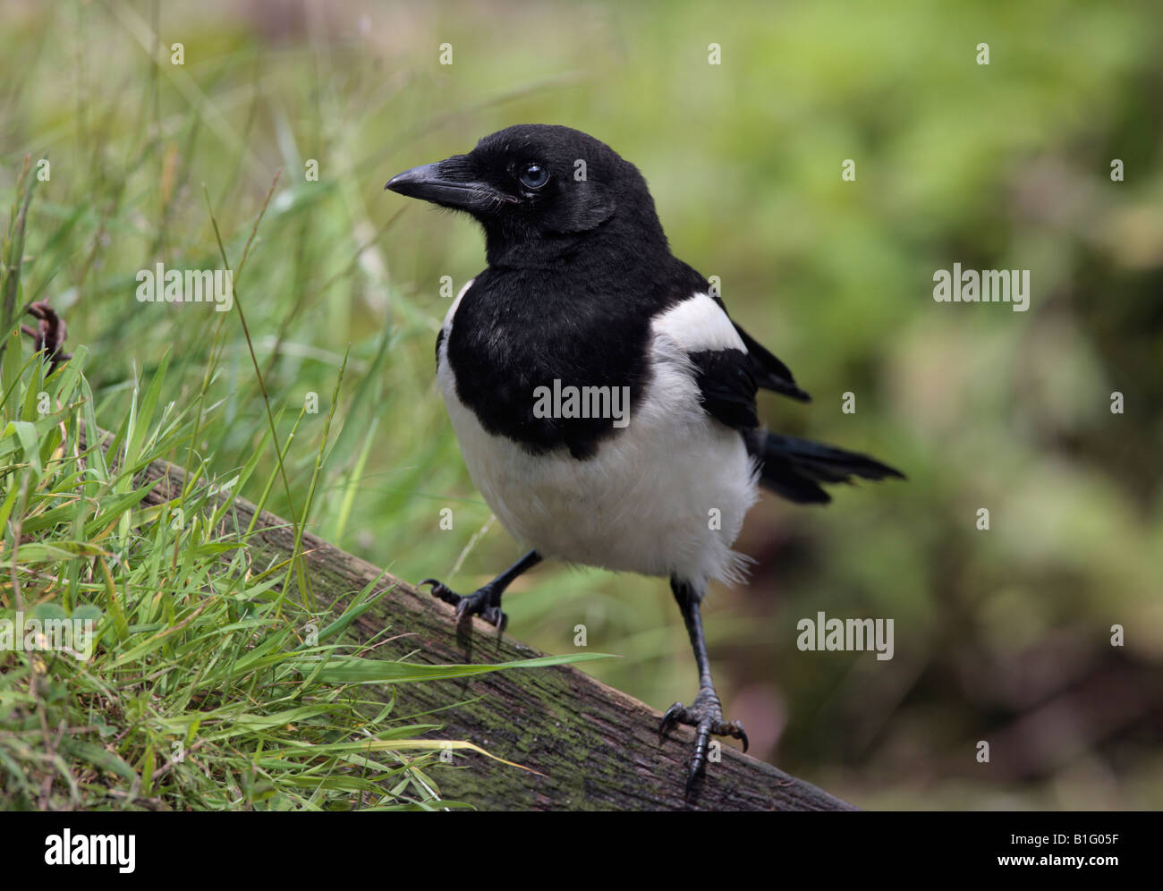 Gazza Pica pica a pond cercando alert Potton Bedfordshire Foto Stock