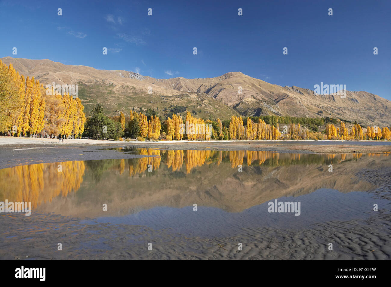 Alberi di pioppo e il lago Wanaka Otago Isola del Sud della Nuova Zelanda Foto Stock