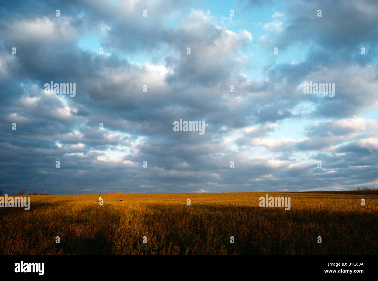 Donna e cane nel campo di fattoria al tramonto, Upstate New York Foto Stock