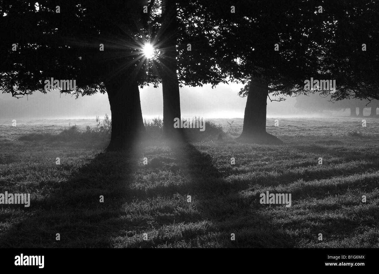 Misty alba in bianco e nero Foto Stock