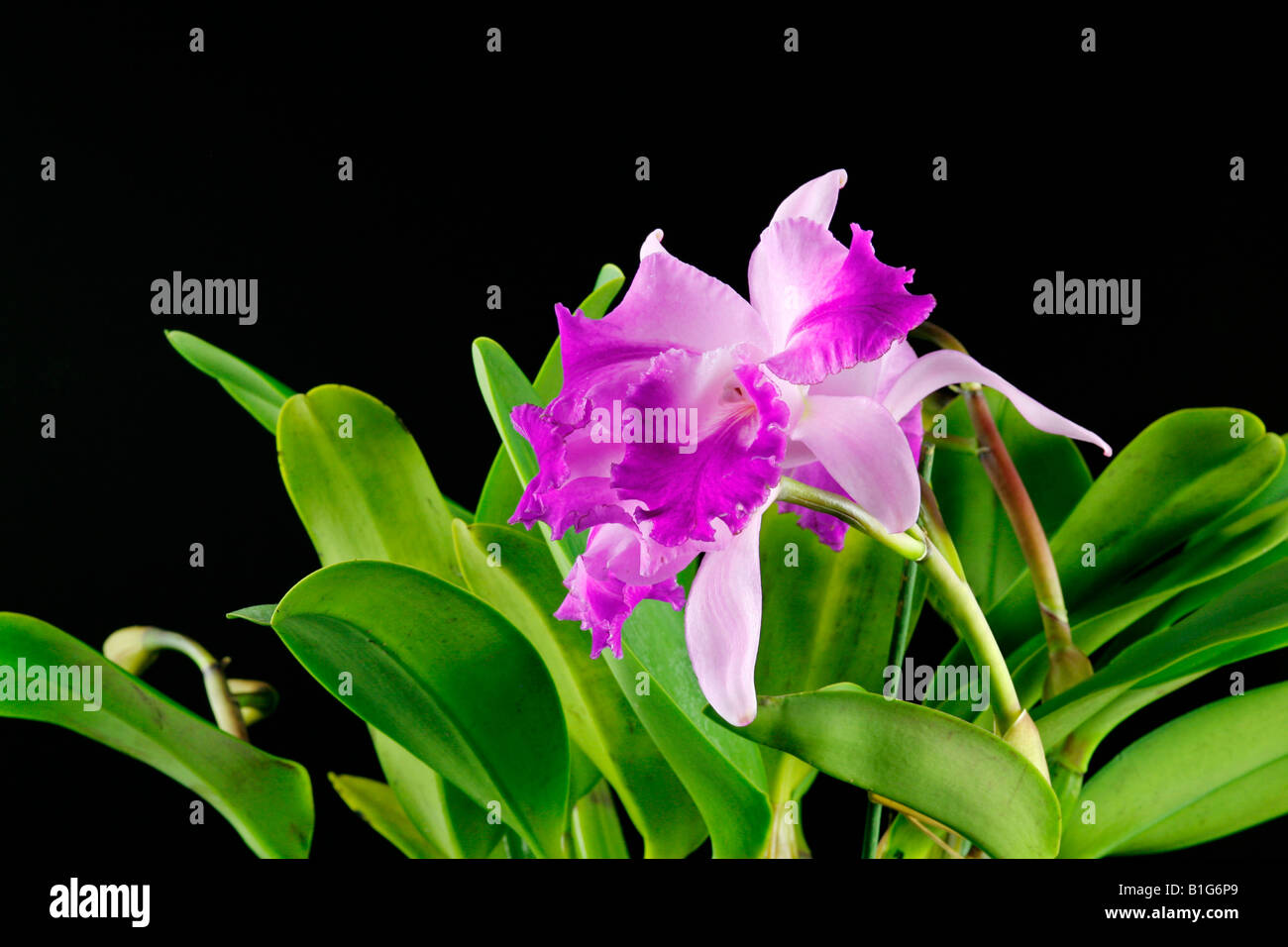 BLC Prisma ibrido della tavolozza Foto Stock