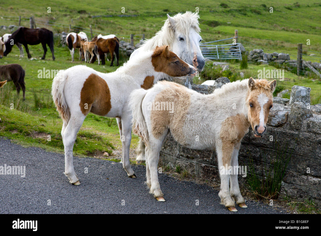 Dartmoor Pony e puledri Parco Nazionale di Dartmoor Devon England Foto Stock