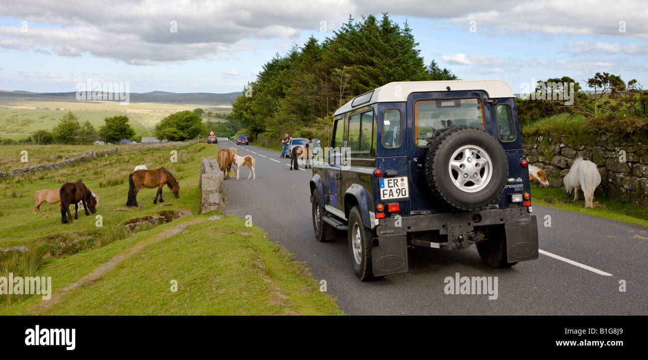 Vetture passando Dartmoor pony pascolano accanto a una strada Parco Nazionale di Dartmoor Devon England Foto Stock