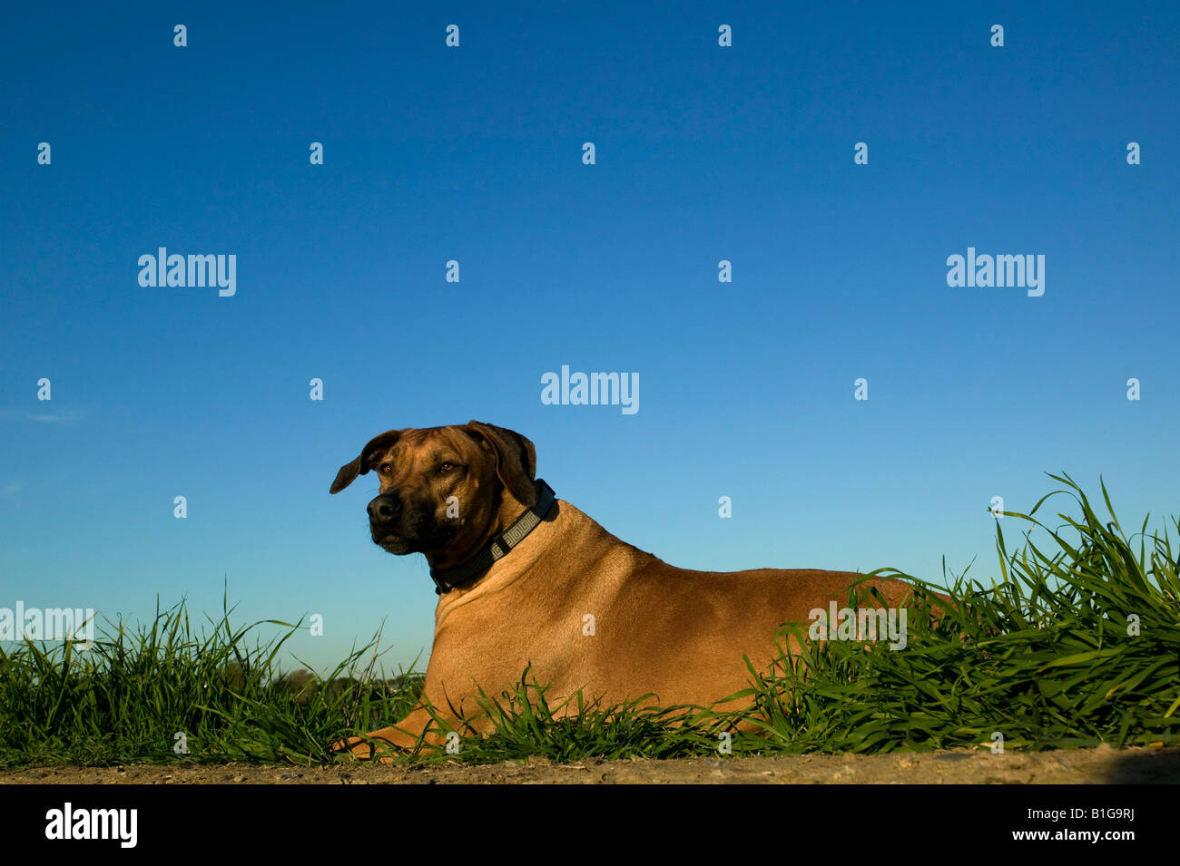 Cartello Di Avvertimento Rhodesian Ridgeback 20x12 Cm – Plastica Per Interni/Esterni Con Adesivo