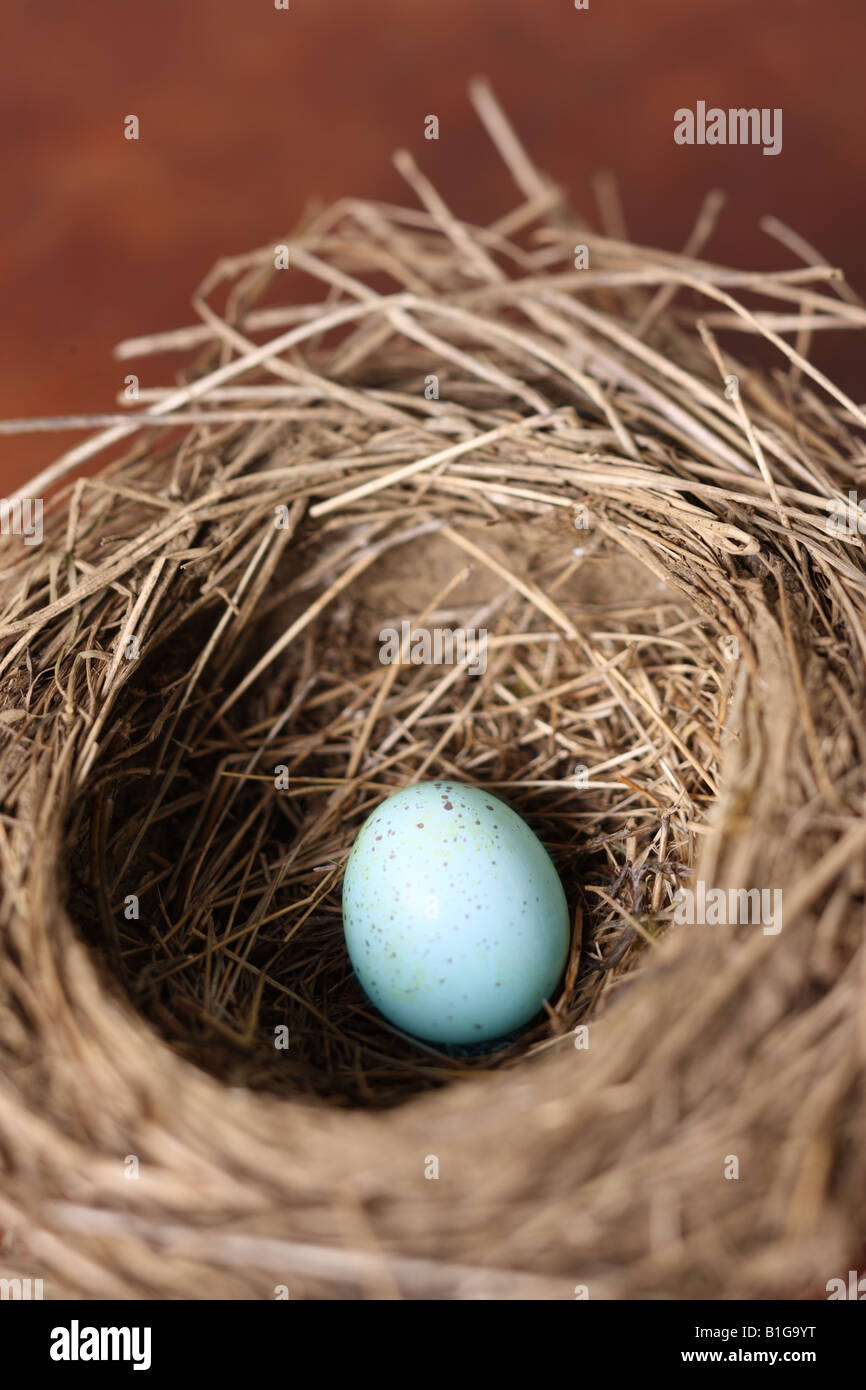 Robin s nest con uovo close up Foto Stock