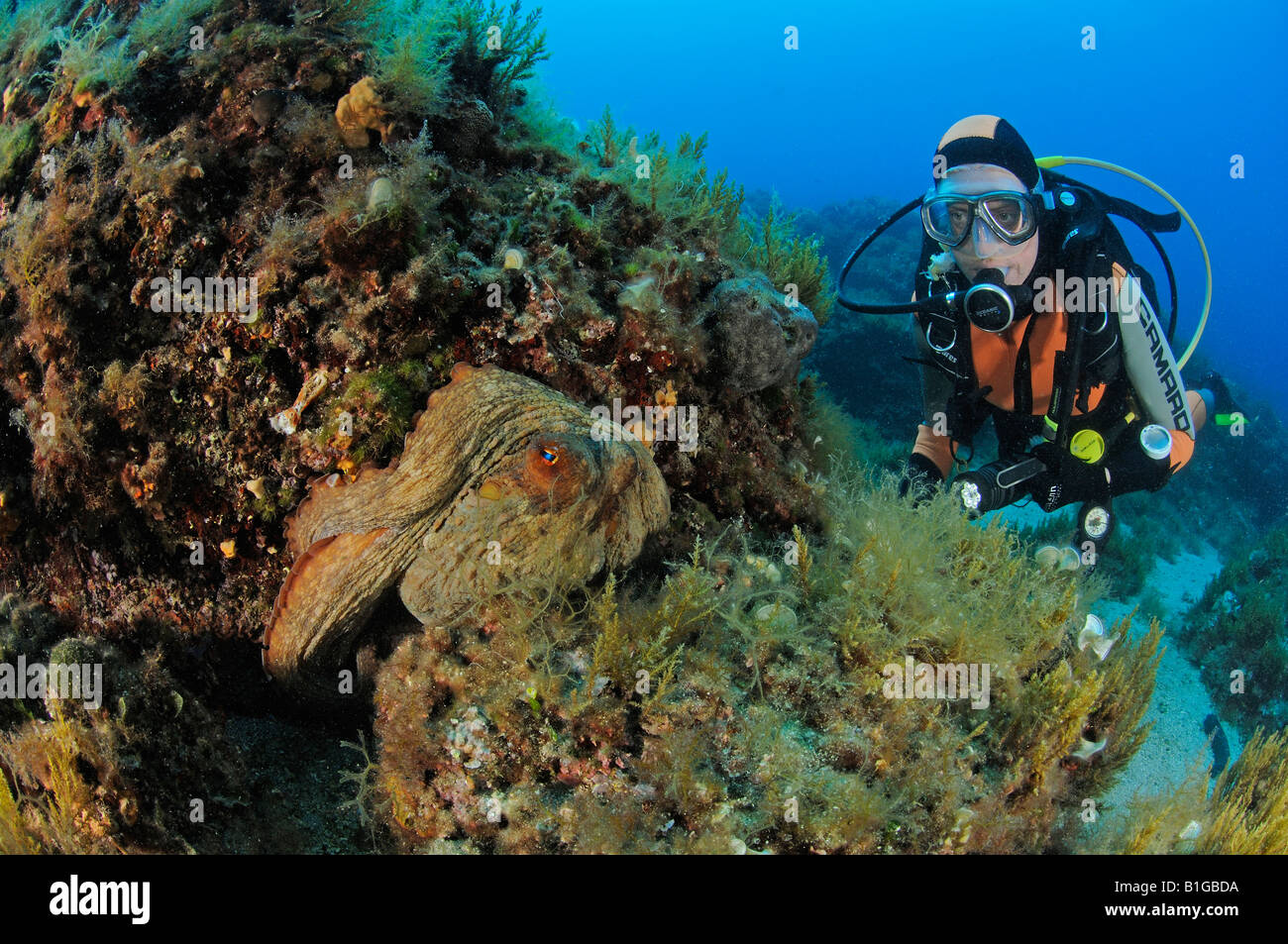 Subacqueo con polpo, Octopus vulgaris Foto Stock
