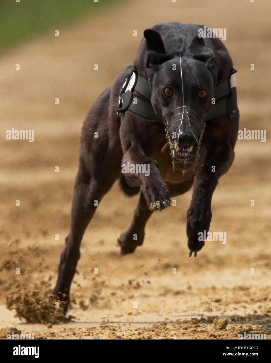 Cane Greyhound Racing Foto Stock